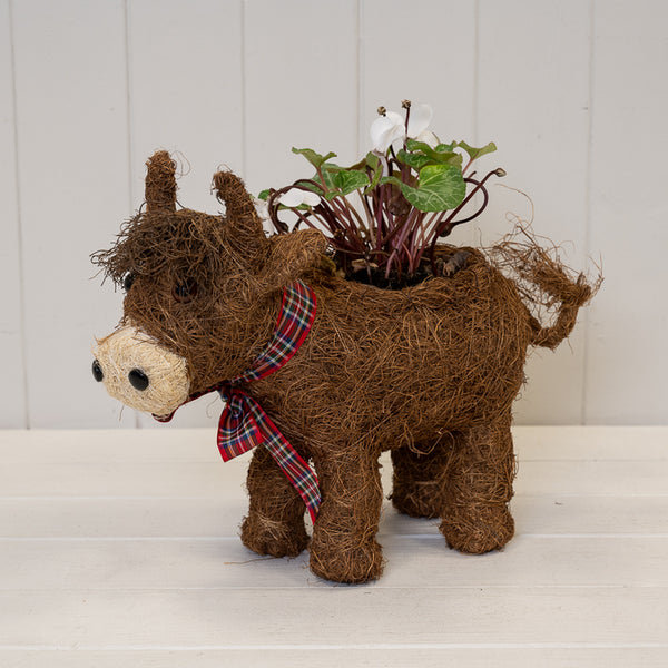 Highland Cow with Tartan Scarf